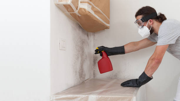 Professional Basement Mold Remediation technician working in Bellevue, IL