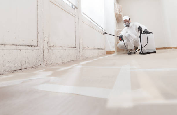 24/7 Emergency Basement Mold Remediation experts in Bellevue, IL
