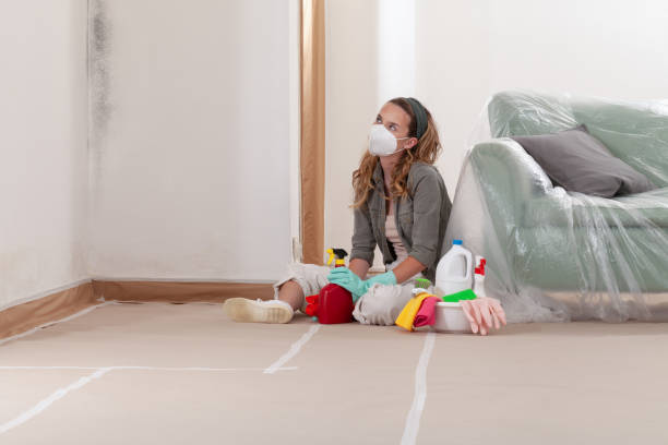 Reliable Basement Mold Remediation contractor in Bellevue, IL by Car Mold Remediation