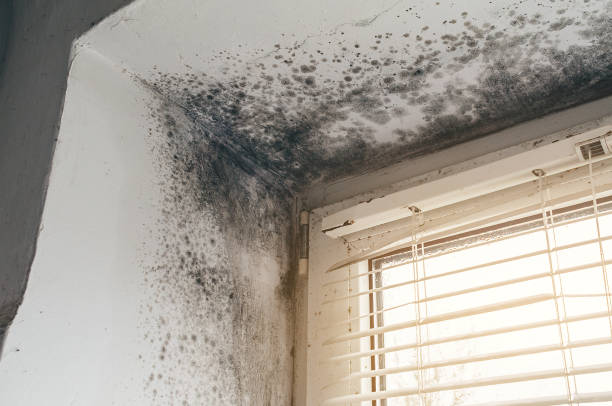 Affordable Basement Mold Remediation solutions in Bellevue, IL