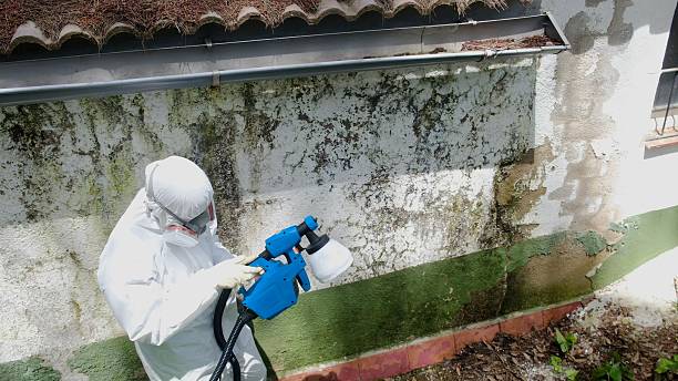 Top rated local Basement Mold Remediation specialists in Bellevue, IL